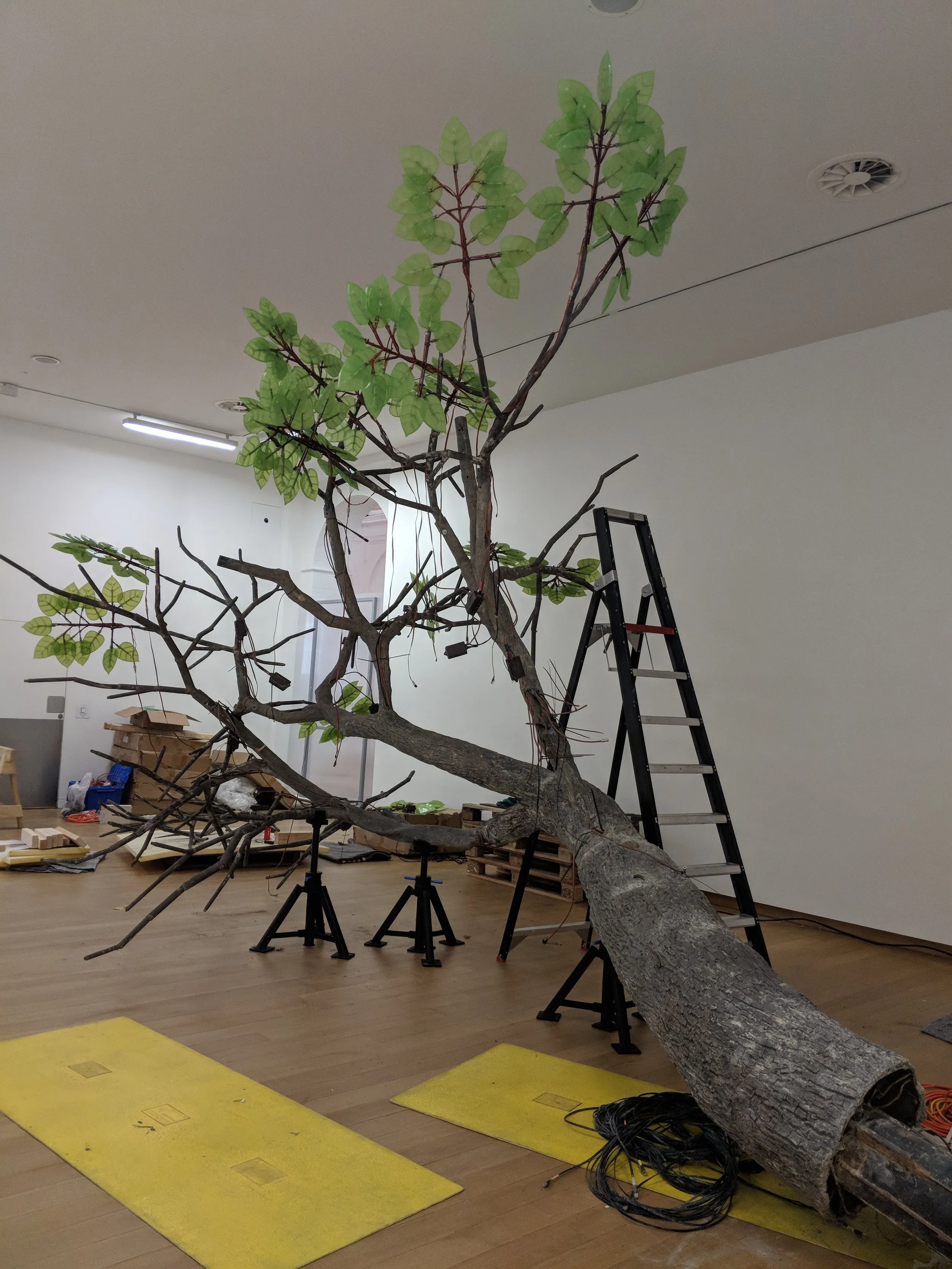 The Tree of Tenere