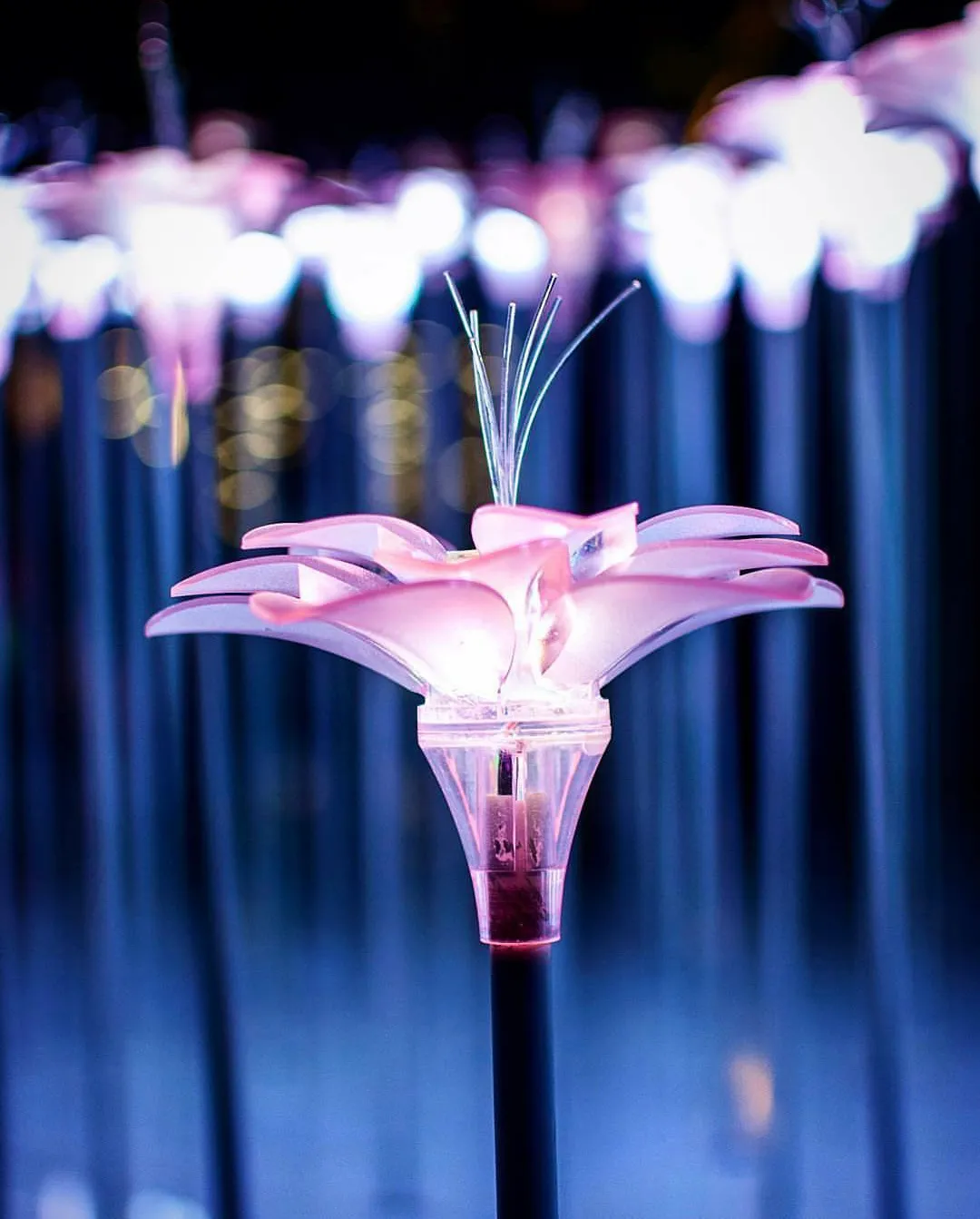 1000 Year Bloom